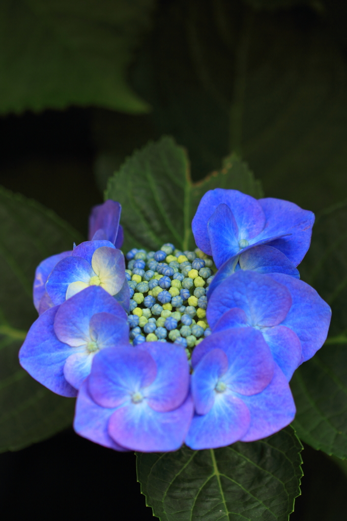 紫陽花季節　＃１8