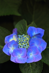 紫陽花季節　＃１8