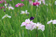 小岩菖蒲園＃５４