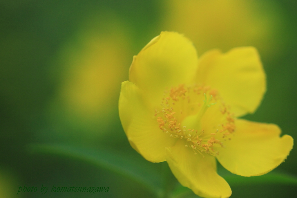 花色季節　金糸梅＃１