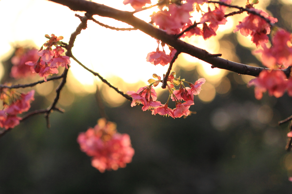 花色季節 落陽と共に・・・