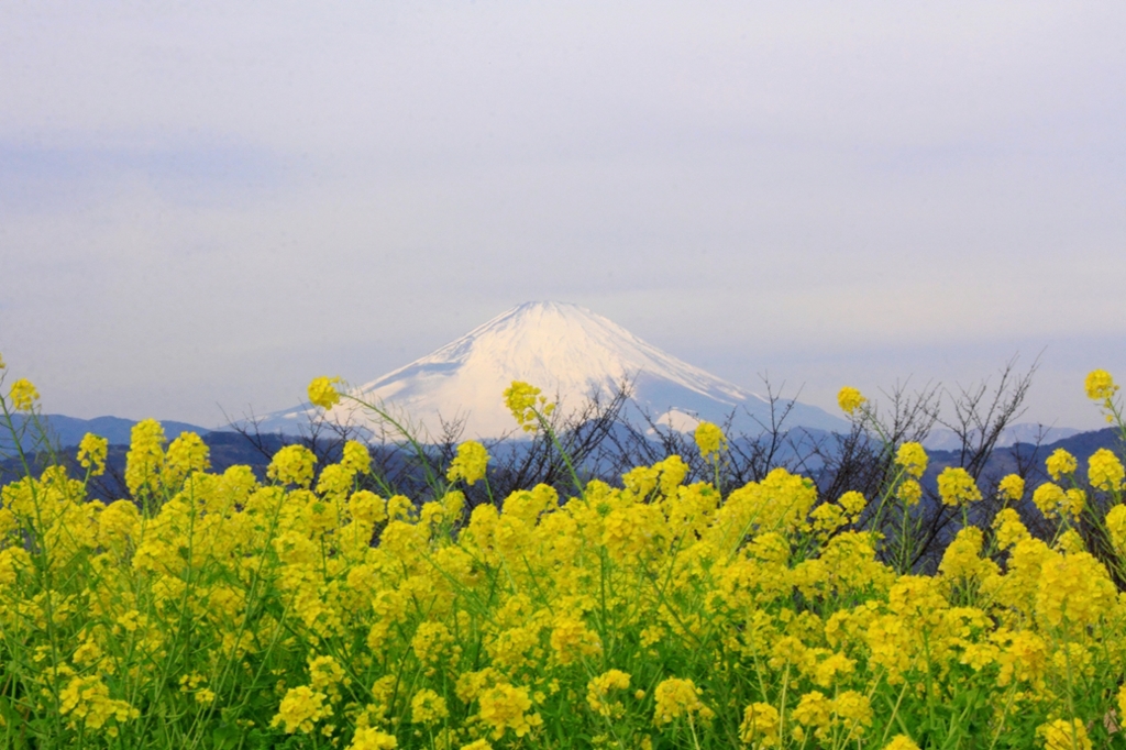 菜の花と富士山と・・・
