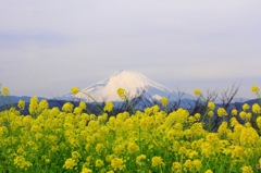 菜の花と富士山と・・・