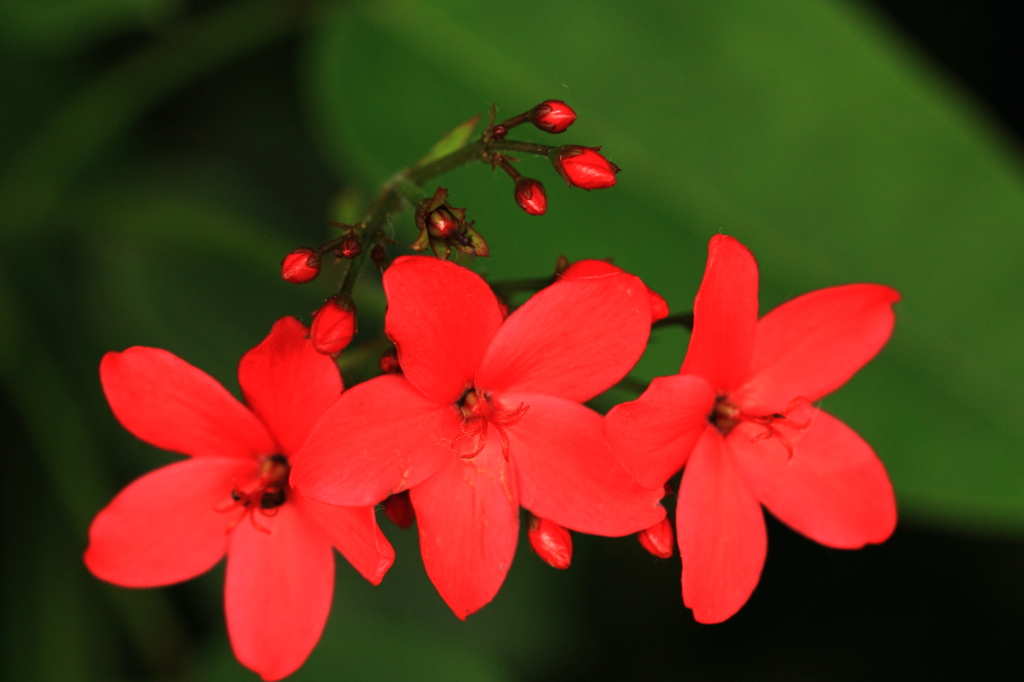 花色季節 ホコバテイキンザクラ③