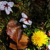 花色季節　落し物と・・・