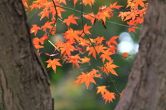 六義園にて＃3　幹と葉