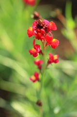 花色季節 リナリア②