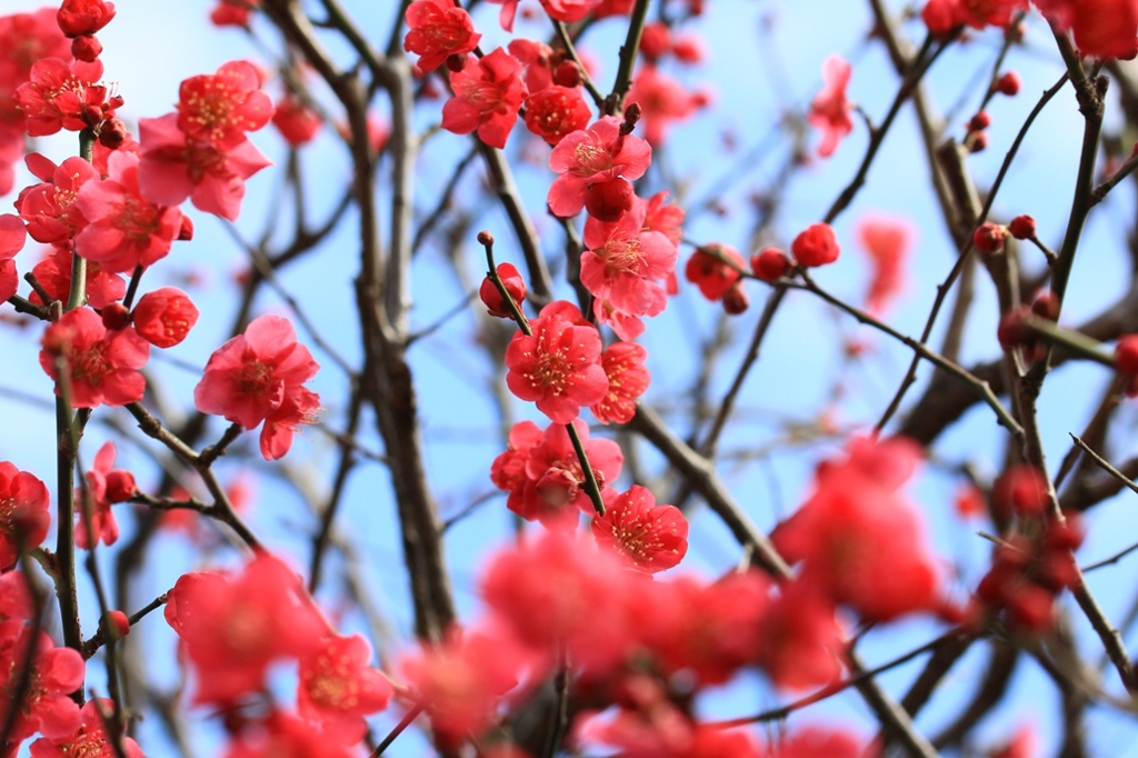 花色季節 紅梅と枝