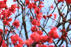 花色季節 紅梅と枝