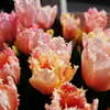 花色季節 TDS irodori#24