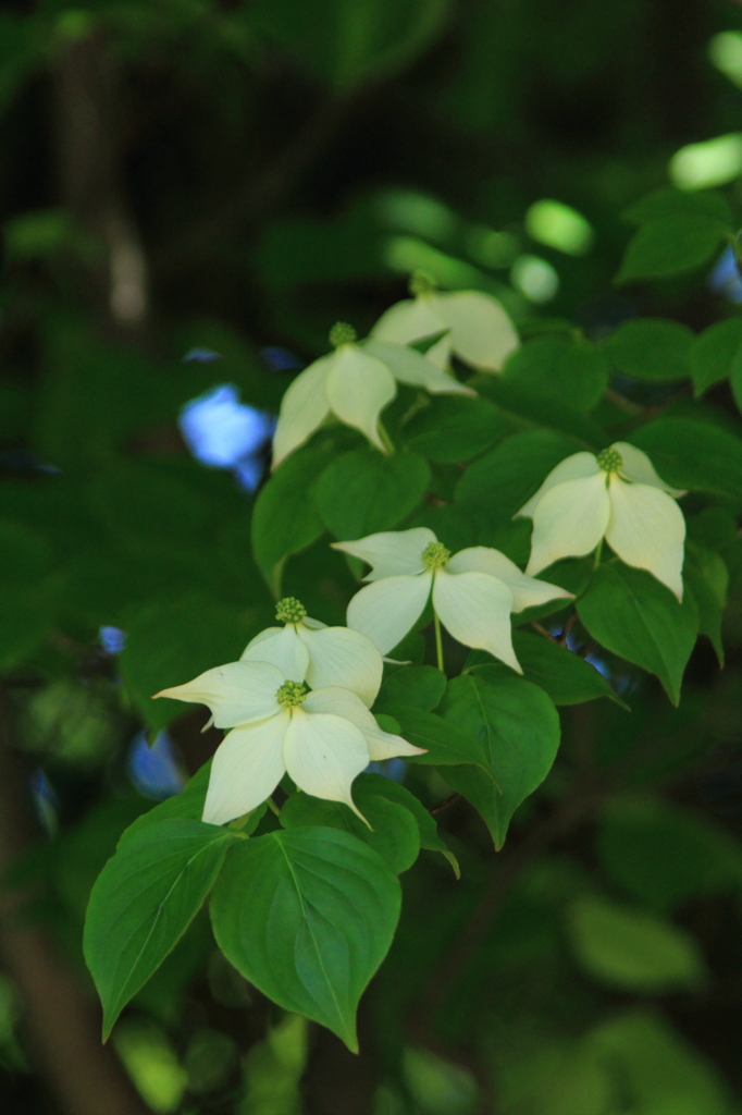 花色季節　近所の山帽子