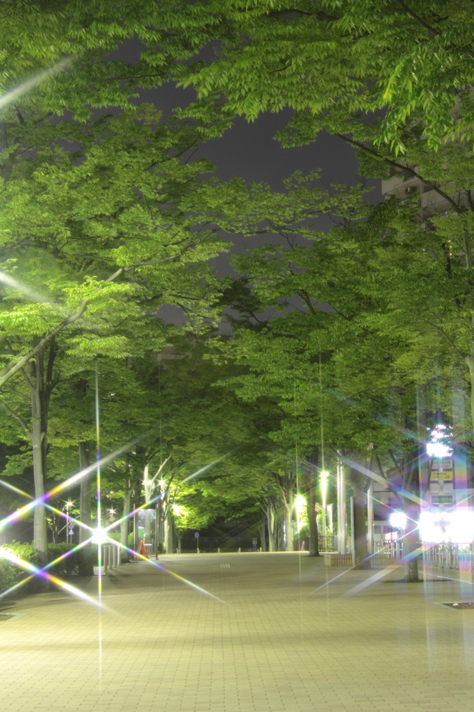 みどりの時　夜でも昼間④