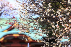 東京街並 神社屋根と梅