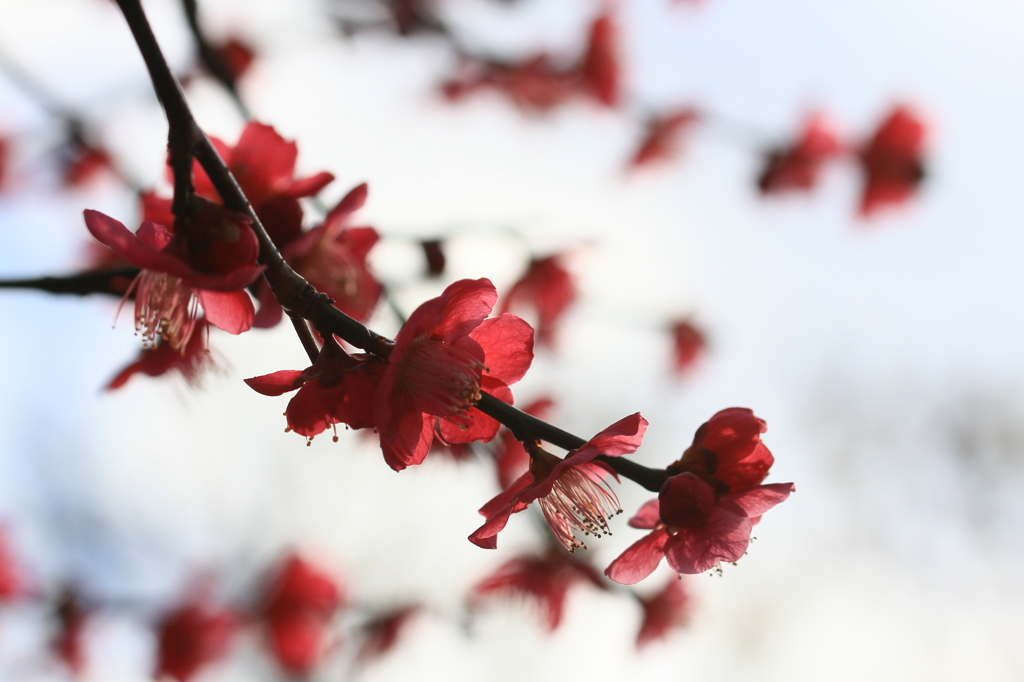 花色季節 紅梅枝