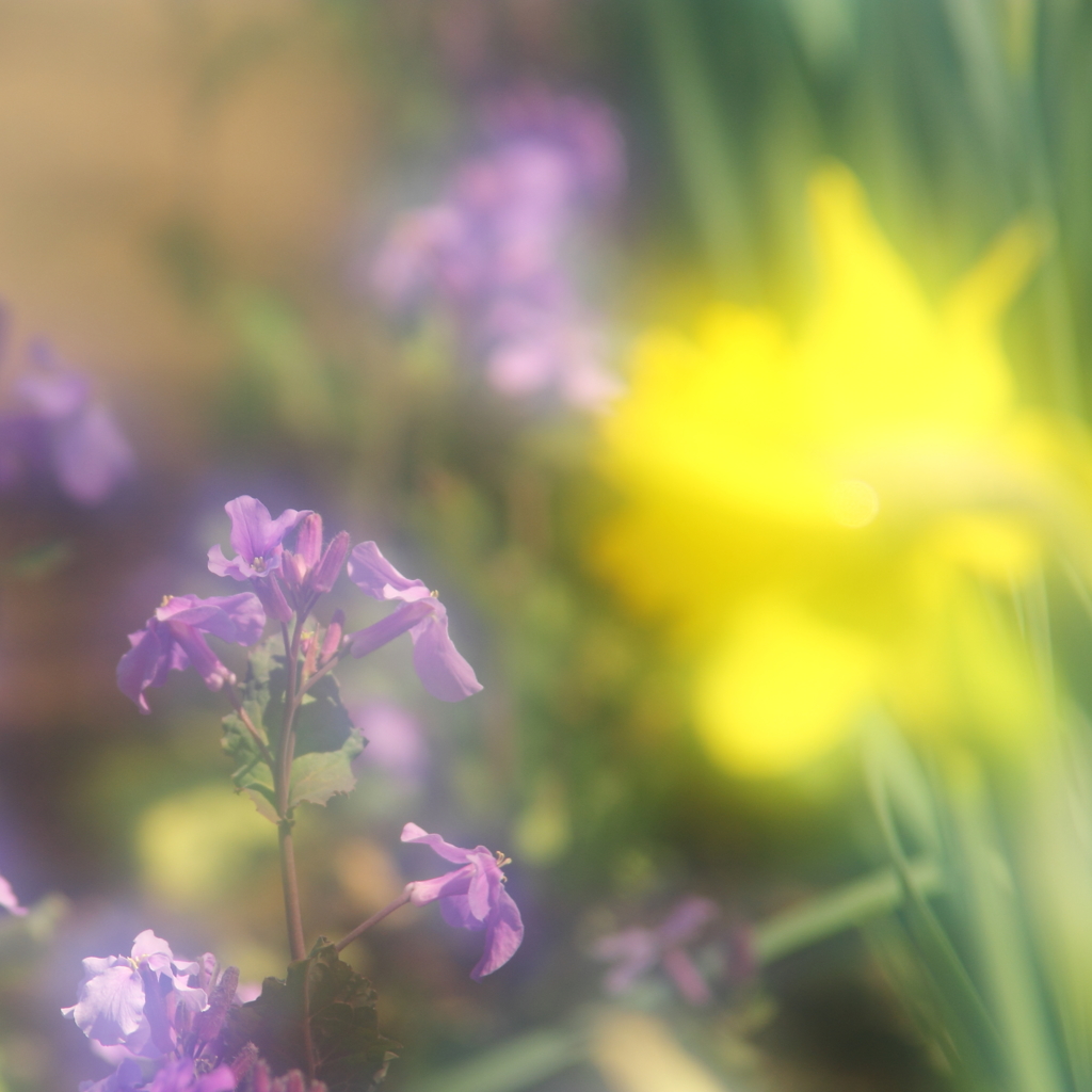 花色季節 近所の花＃25