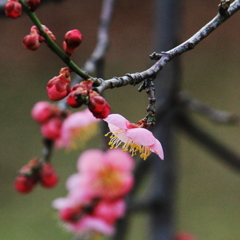 花色季節 葛西臨海公園の梅＃２