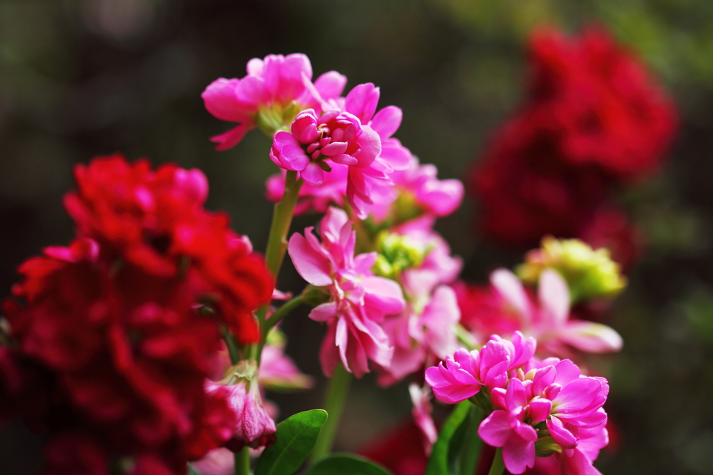花色季節 近所の花＃13