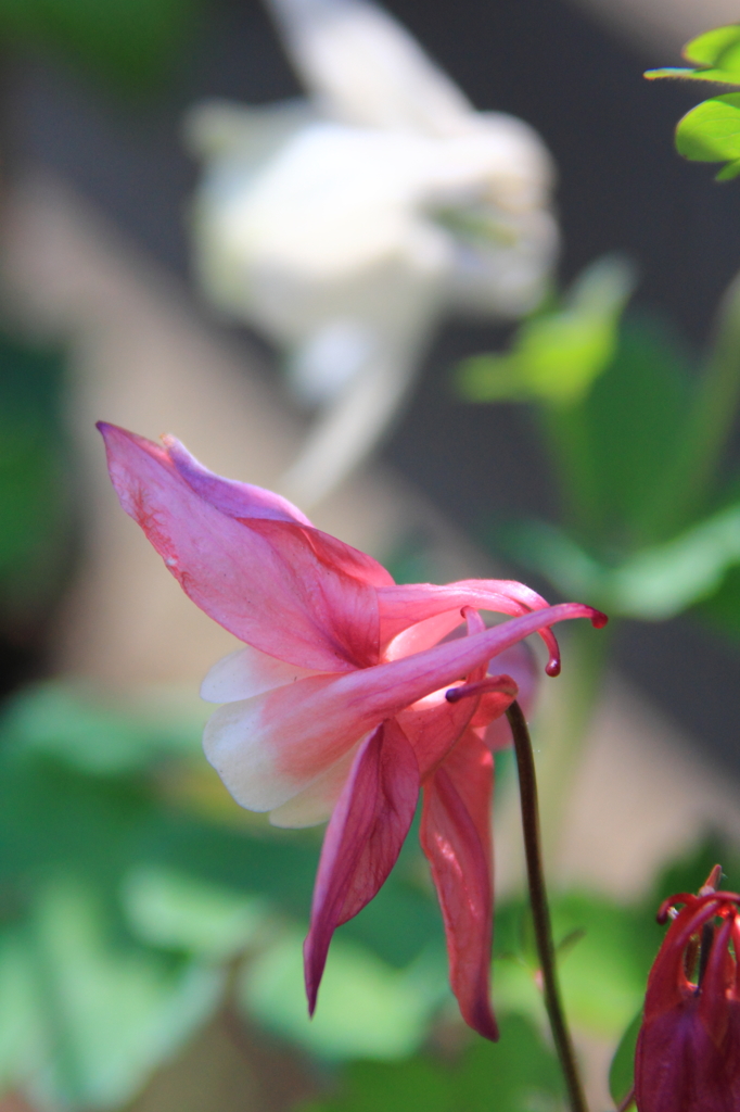 花色季節 近所のオダマキ⑤