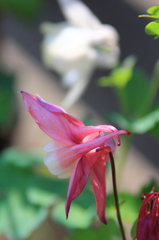 花色季節 近所のオダマキ⑤
