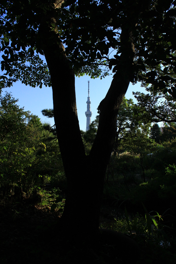tree and the skytree