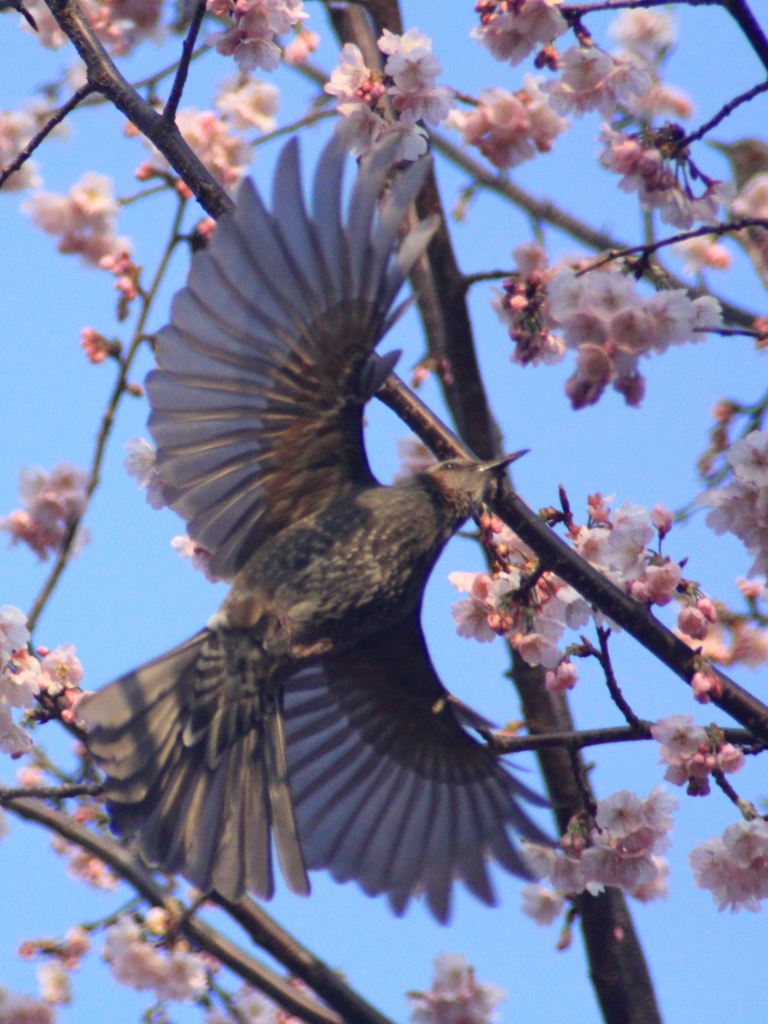 鳥を撮労 やった～！！