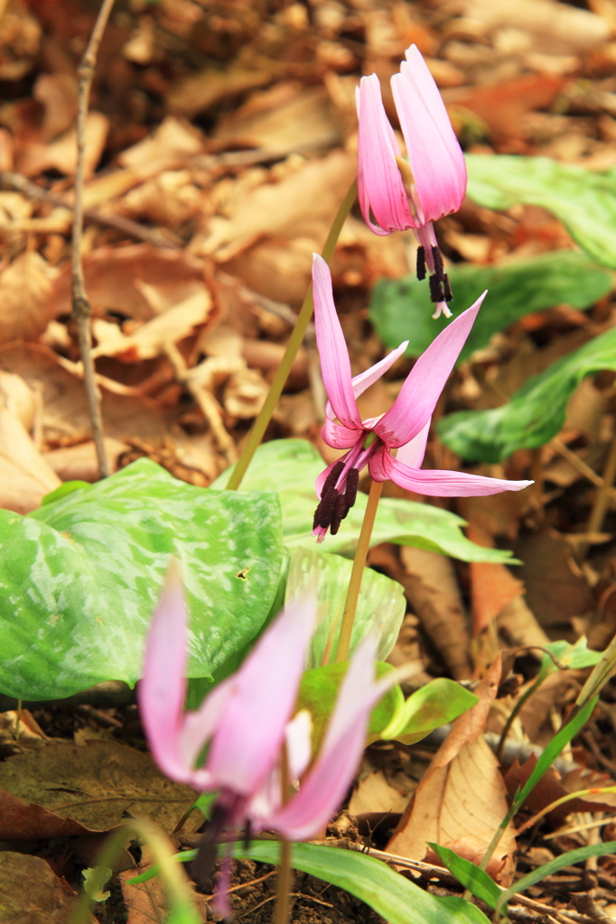 花色季節　主役はだれ？