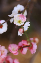 花色季節 写して！