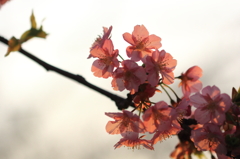 花色季節 夕日桜色