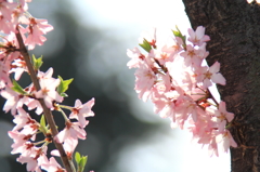 花色季節 近所の桜＃6