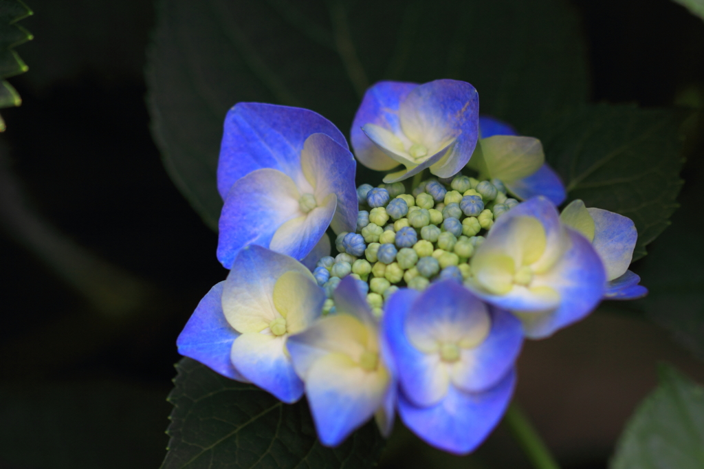 紫陽花季節　＃１9