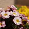 花色季節 近所の花＃5