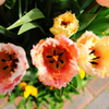 花色季節 TDS irodori#27