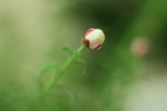 花簪　つぼみ