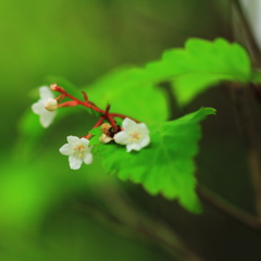 花色季節　オトコヨウゾメ