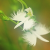 花色季節 サギソウ＃４ 交差