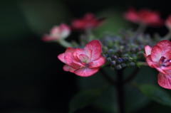 紫陽花季節　＃32