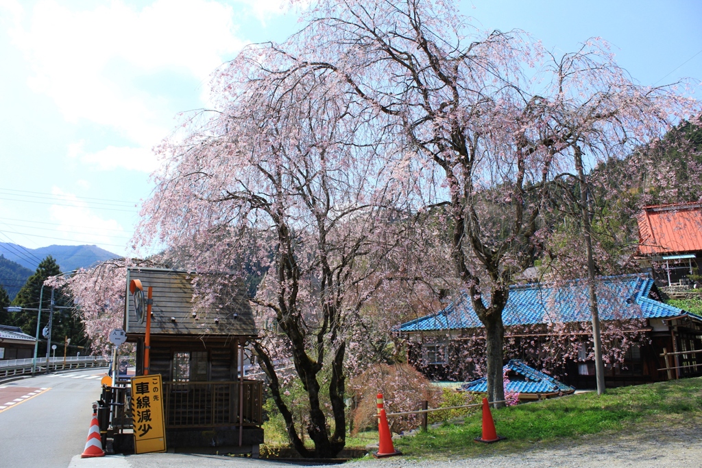 バス停の春の目印