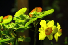 花色季節 近所の花＃１