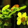 花色季節 近所の花＃１