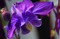 花色季節 近所のオダマキ④
