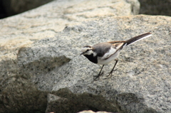 鳥を徒労　目の前に来てくれた＾＾