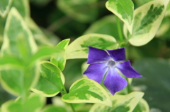 花色季節 つるにちそう一輪咲く