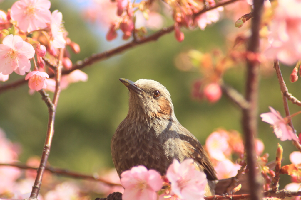 春だね～！