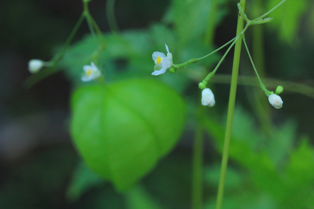 風船葛の花並び