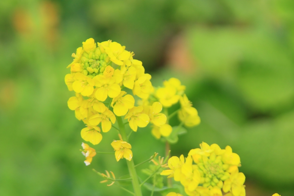 菜の花咲く　その１