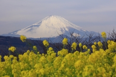 白い頂と菜の花