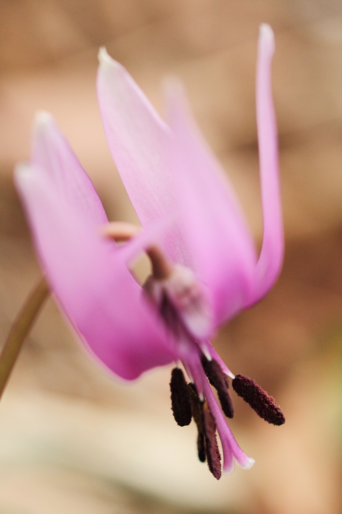 花色季節　カタクリの横顔