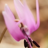 花色季節　カタクリの横顔
