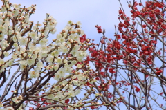 花色季節 赤と白の梅