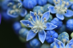 紫陽花のあじさい